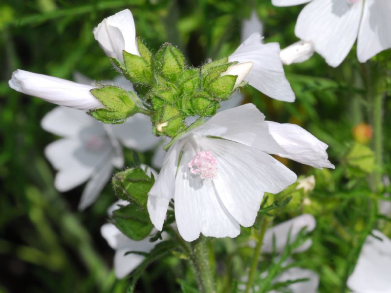 Che fiori sono? Malva cfr. moschata